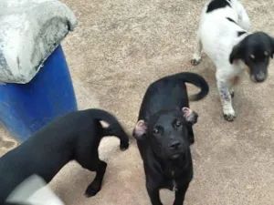Cachorro raça SRD-ViraLata idade 2 a 6 meses nome Preto 