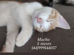 Gato raça SRD-ViraLata idade 2 a 6 meses nome Laranjinha