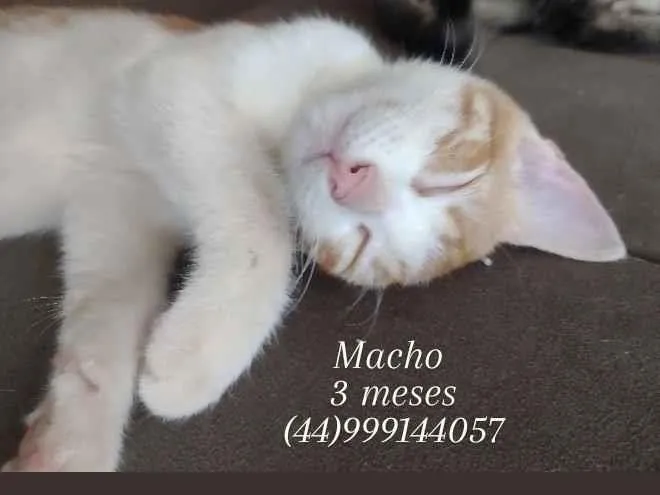 Gato raça SRD-ViraLata idade 2 a 6 meses nome Laranjinha