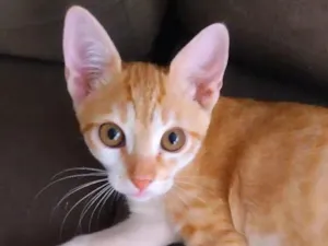 Gato raça SRD-ViraLata idade 2 a 6 meses nome Smigol