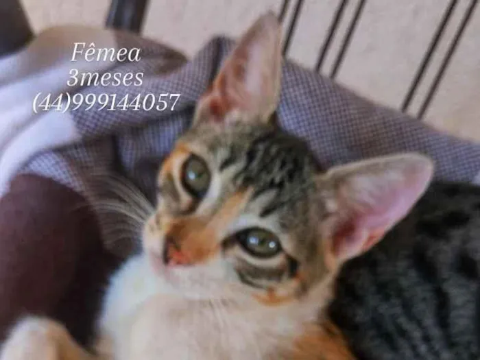 Gato raça SRD-ViraLata idade 2 a 6 meses nome Tricolor