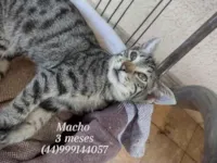 Gato raça SRD-ViraLata idade 2 a 6 meses nome Neguinho