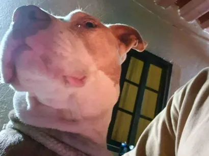 Cachorro raça Pit-Bull idade 2 anos nome Kiara