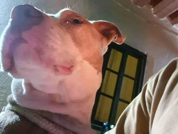 Cachorro raça Pit-Bull idade 2 anos nome Kiara