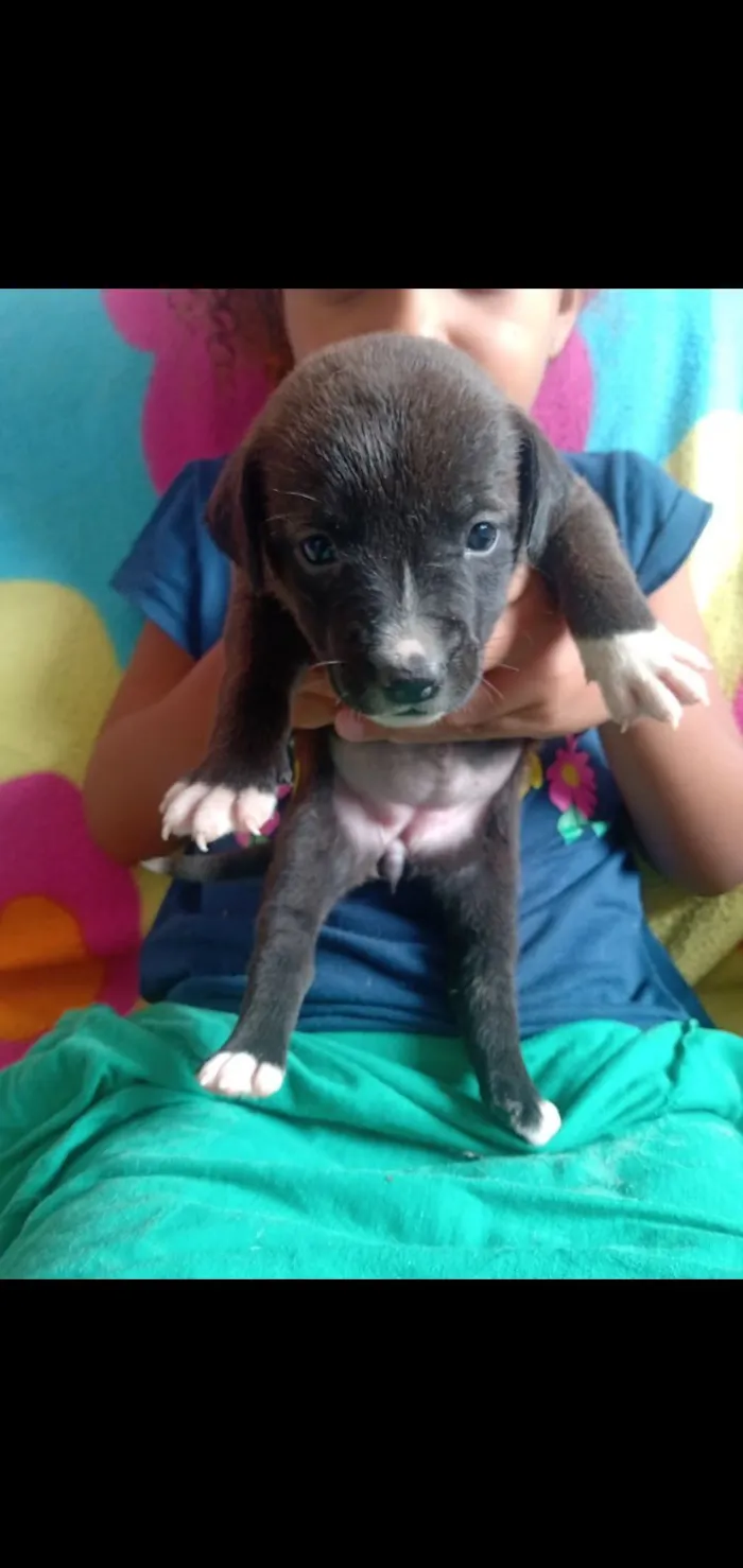 Cachorro raça SRD-ViraLata idade Abaixo de 2 meses nome Mel Pretinha 