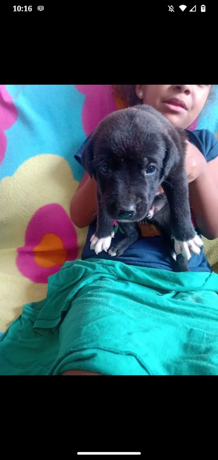 Cachorro raça SRD-ViraLata idade Abaixo de 2 meses nome Mel Pretinha 