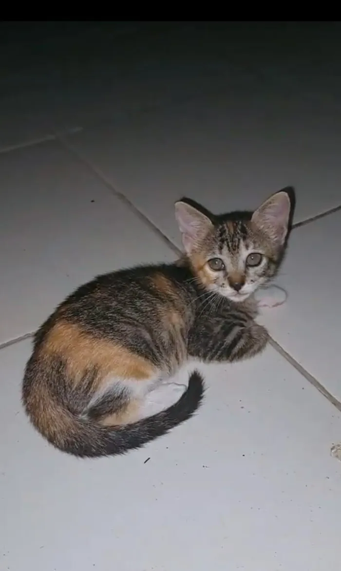 Gato raça SRD-ViraLata idade 2 a 6 meses nome FILÓ