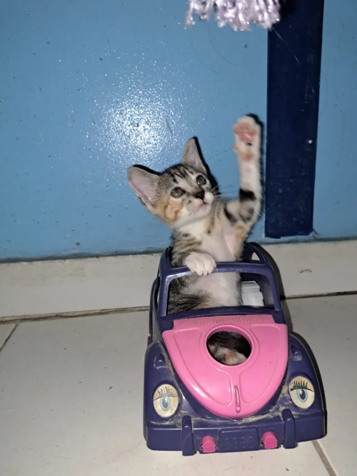 Gato raça SRD-ViraLata idade 2 a 6 meses nome FILÓ