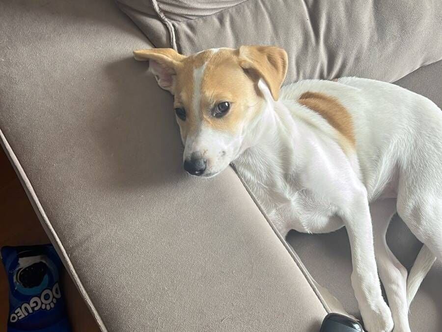 Cachorro raça SRD-ViraLata idade 2 a 6 meses nome Caramela