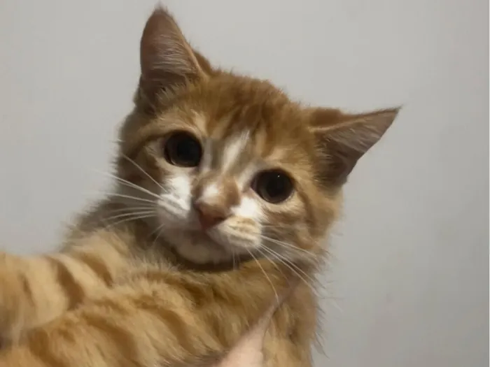 Gato raça SRD-ViraLata idade 2 a 6 meses nome Sem nomes