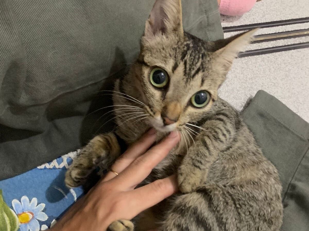 Gato raça SRD-ViraLata idade 2 a 6 meses nome Lily