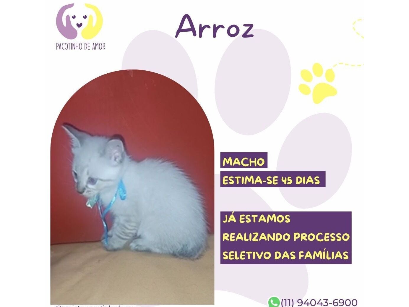 Gato raça SRD-ViraLata idade Abaixo de 2 meses nome Arroz