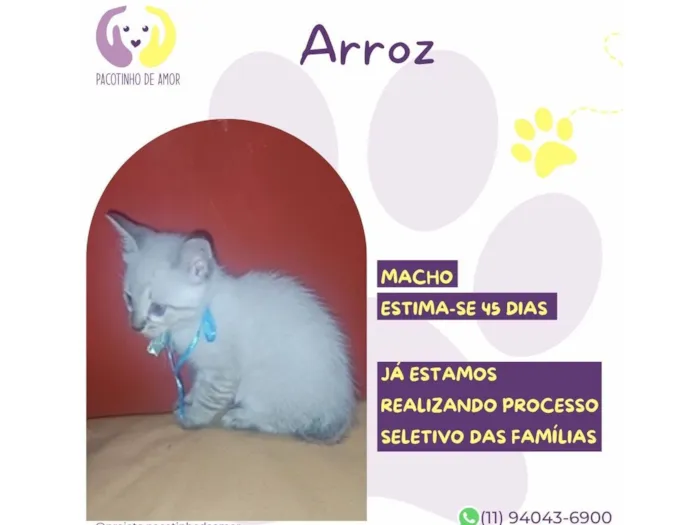Gato raça SRD-ViraLata idade Abaixo de 2 meses nome Arroz