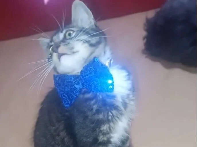 Gato raça SRD-ViraLata idade 2 a 6 meses nome Felix 