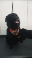 Cachorro raça SRD-ViraLata idade 3 anos nome Nero