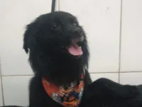 Cachorro raça SRD-ViraLata idade 3 anos nome Nero