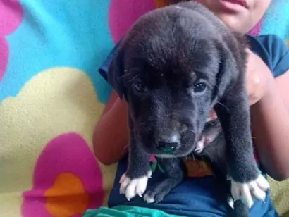 Cachorro raça SRD-ViraLata idade Abaixo de 2 meses nome Mel Pretinha 