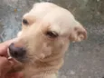 Cachorro raça SRD-ViraLata idade 2 anos nome Maggie