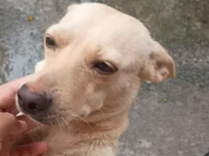 Cachorro raça SRD-ViraLata idade 2 anos nome Maggie