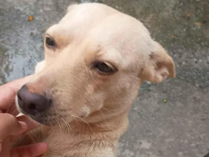 Cachorro raça SRD-ViraLata idade 2 anos nome Maggie