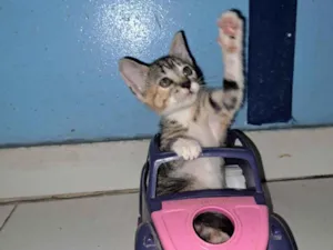 Gato raça SRD-ViraLata idade 2 a 6 meses nome FILÓ