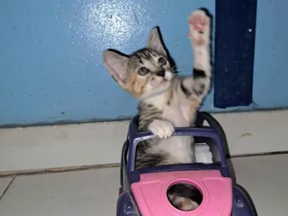 Gato raça SRD-ViraLata idade 2 a 6 meses nome FILÓ