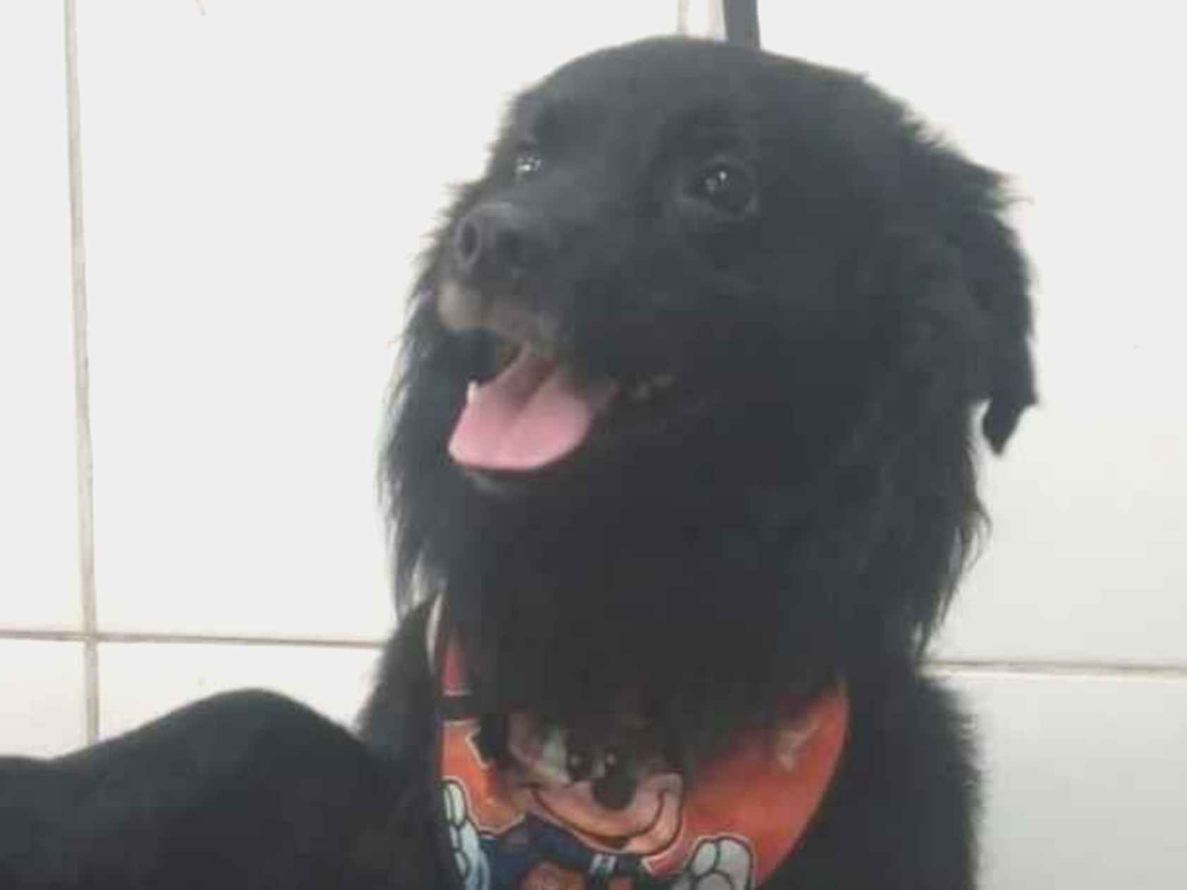 Cachorro raça SRD-ViraLata idade 3 anos nome Nero