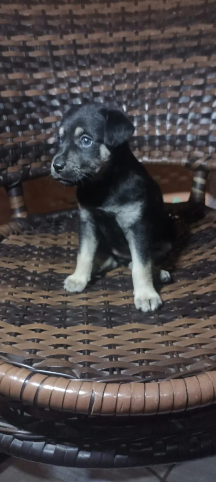 Cachorro raça SRD-ViraLata idade Abaixo de 2 meses nome Safira 