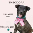 Cachorro raça SRD-ViraLata idade 2 a 6 meses nome Theodora