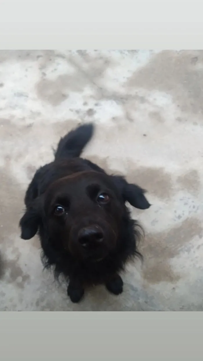 Cachorro raça SRD-ViraLata idade 7 a 11 meses nome Negan