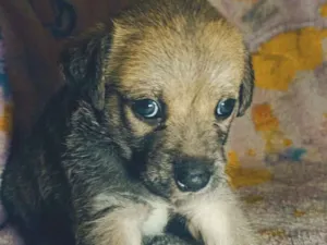 Cachorro raça SRD-ViraLata idade Abaixo de 2 meses nome Pandora 