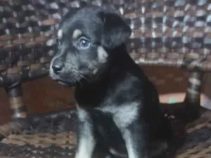 Cachorro raça SRD-ViraLata idade Abaixo de 2 meses nome Safira 