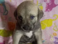Cachorro raça SRD-ViraLata idade Abaixo de 2 meses nome Britanic