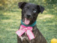 Cachorro raça SRD-ViraLata idade 2 a 6 meses nome Theodora