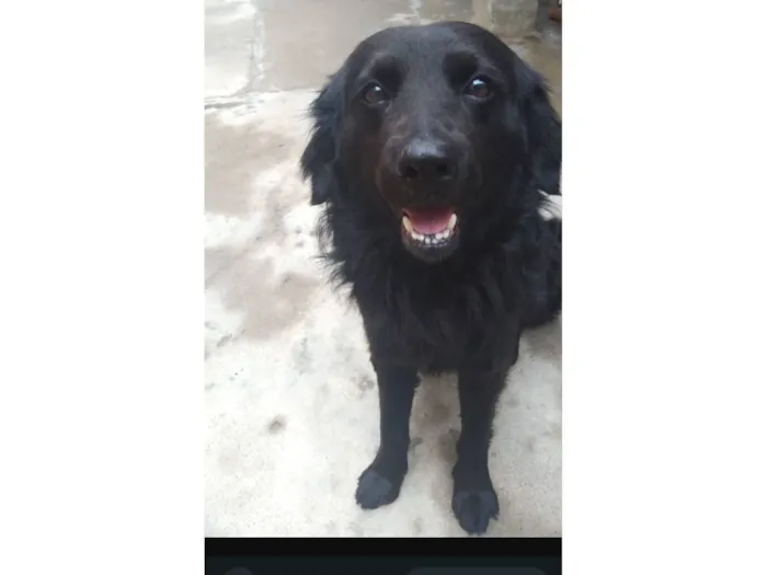 Cachorro raça SRD-ViraLata idade 7 a 11 meses nome Negan