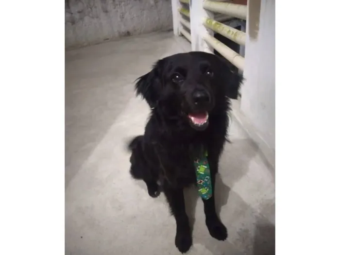 Cachorro raça SRD-ViraLata idade 7 a 11 meses nome Negan