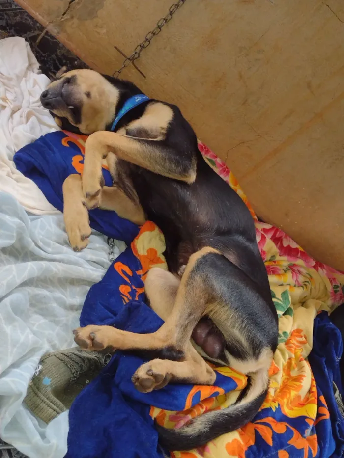 Cachorro raça SRD-ViraLata idade 2 anos nome Benny