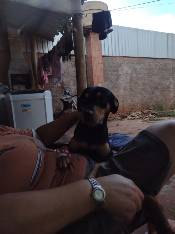 Cachorro raça SRD-ViraLata idade 2 anos nome Benny