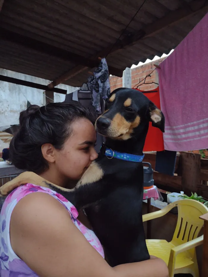 Cachorro raça SRD-ViraLata idade 2 anos nome Benny