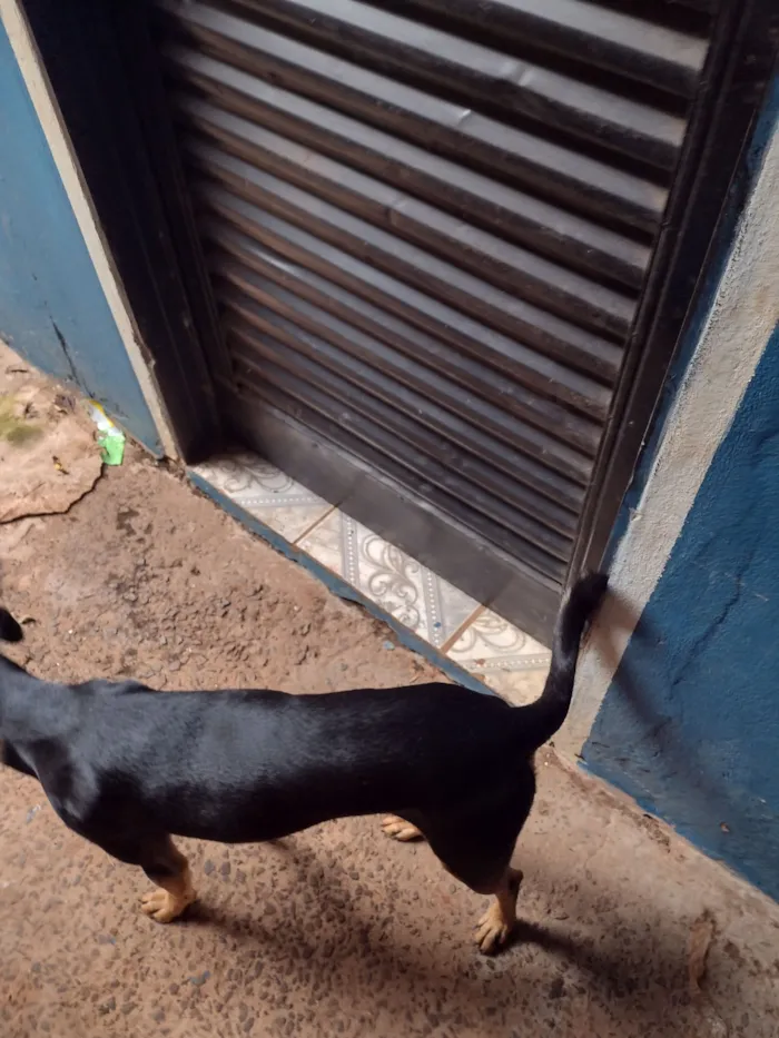 Cachorro raça SRD-ViraLata idade 2 anos nome Benny