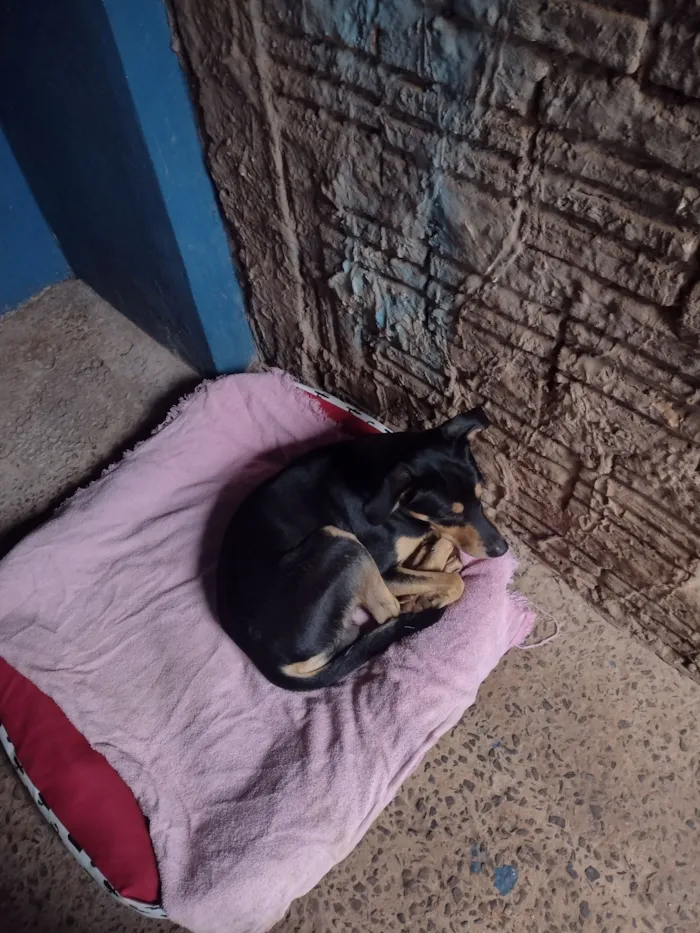 Cachorro raça SRD-ViraLata idade 2 anos nome Benny