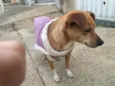 Cachorro raça SRD-ViraLata idade 4 anos nome Caramelo 