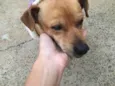 Cachorro raça SRD-ViraLata idade 4 anos nome Caramelo 