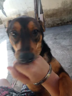 Cachorro raça SRD-ViraLata idade 7 a 11 meses nome zoey