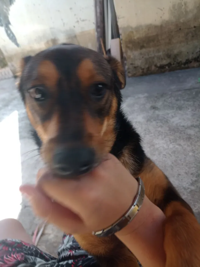Cachorro raça SRD-ViraLata idade 7 a 11 meses nome zoey