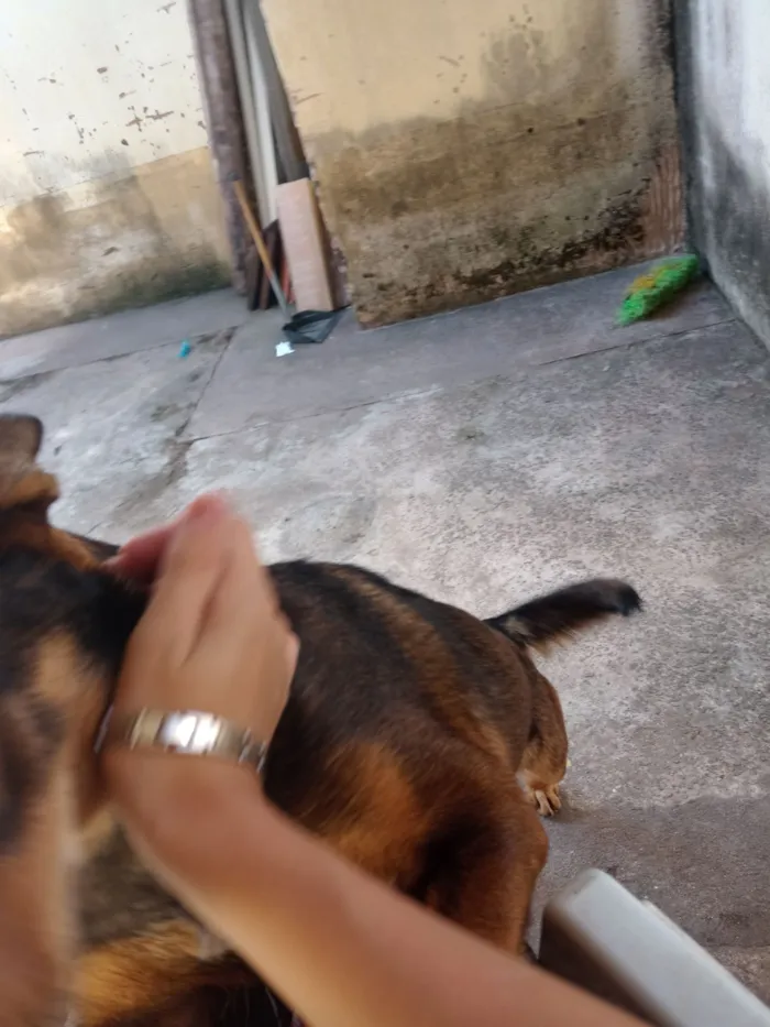 Cachorro raça SRD-ViraLata idade 7 a 11 meses nome zoey