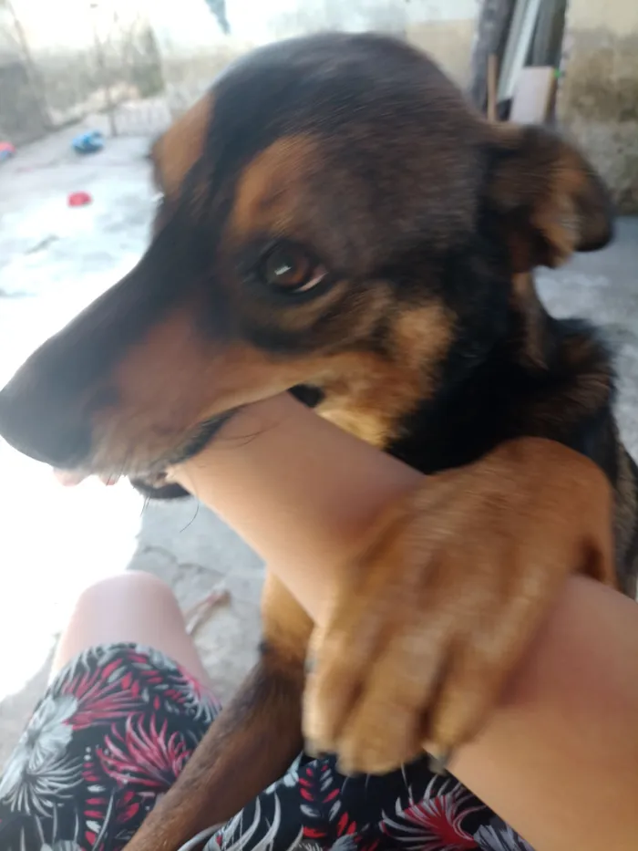 Cachorro raça SRD-ViraLata idade 7 a 11 meses nome zoey