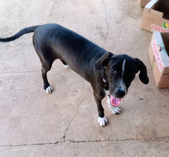 Cachorro raça SRD-ViraLata idade 7 a 11 meses nome Dalila 