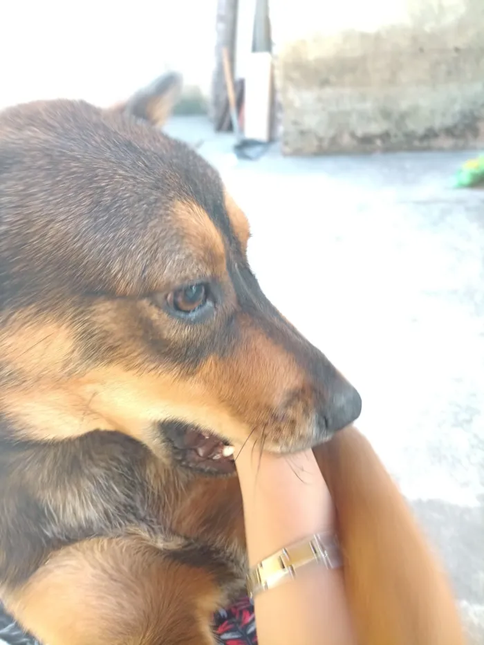Cachorro raça SRD-ViraLata idade 7 a 11 meses nome zoey