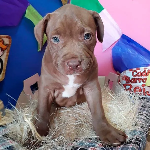Cachorro raça Pit-Bull idade Abaixo de 2 meses nome João Victor Ribeiro Garcia 